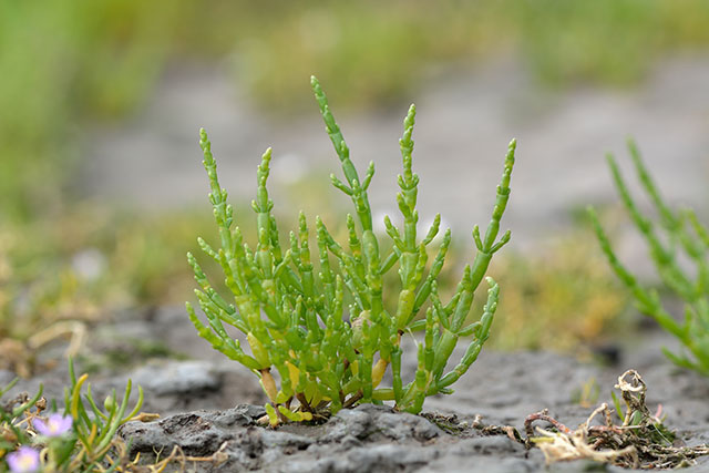 A natural food supplement to treat obesity: Desalted glasswort