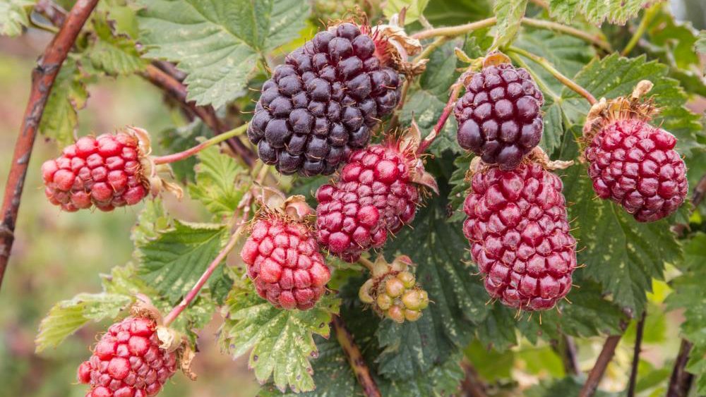 Japanese study concludes that boysenberries help maintain vascular stability