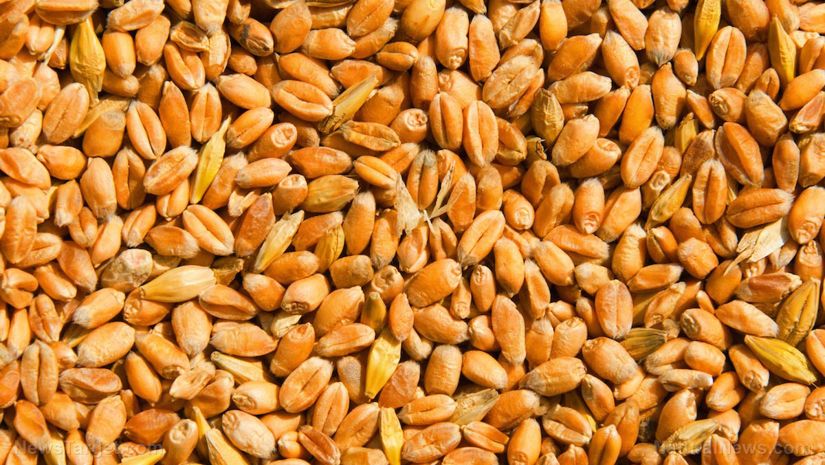 Food storage: Containers for storing wheat berries for optimal shelf life