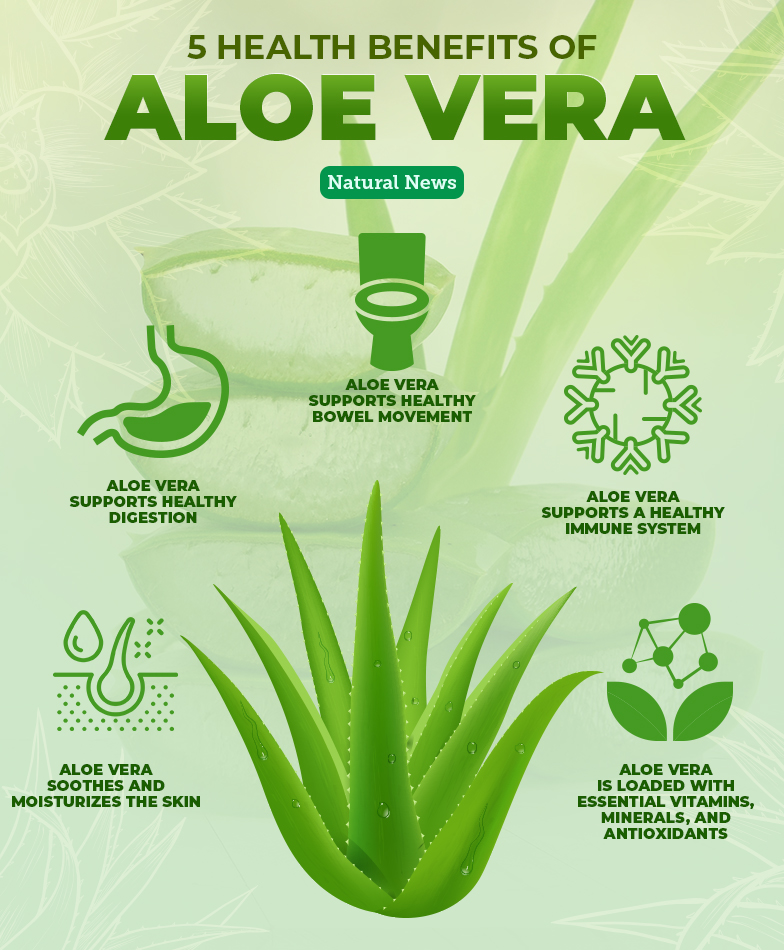 Aloe Vera The Plant Of Immortality With Proven Health Benefits 7044