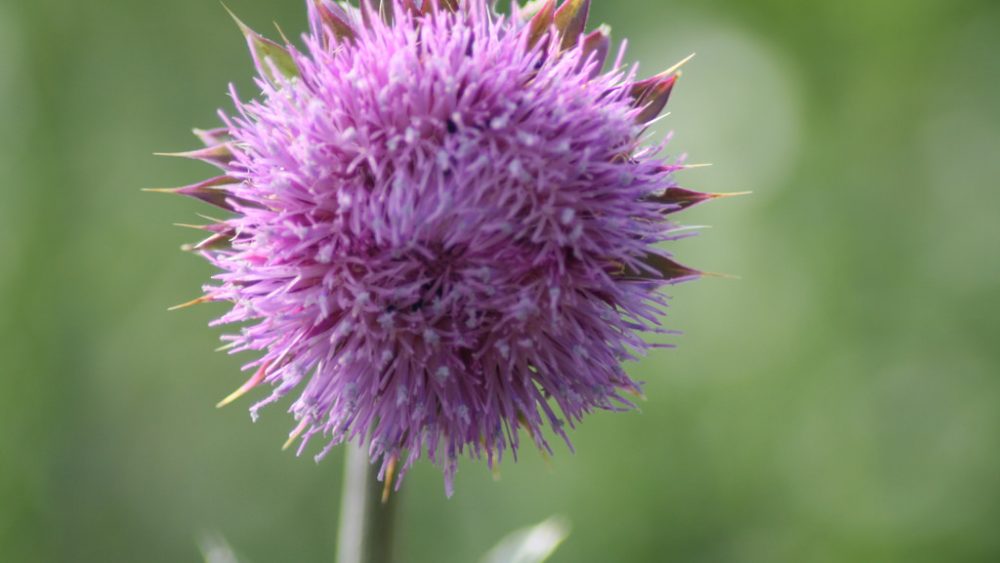 Medical science continues to remain silent about milk thistle as a cancer remedy