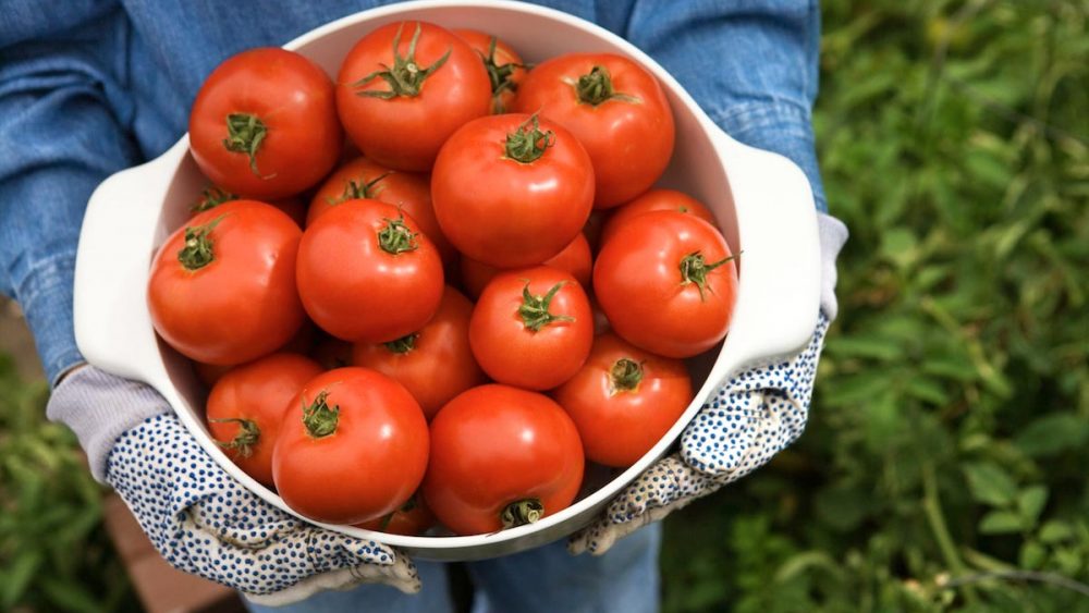 These companion plants in your garden will REALLY boost your tomato crop