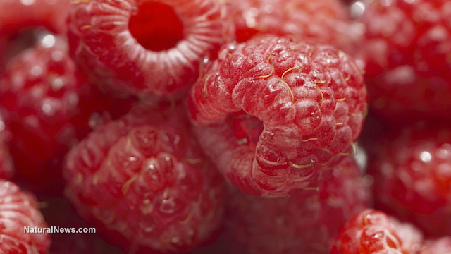 Raspberries provide significant protective benefit against cancer, chronic inflammation and more