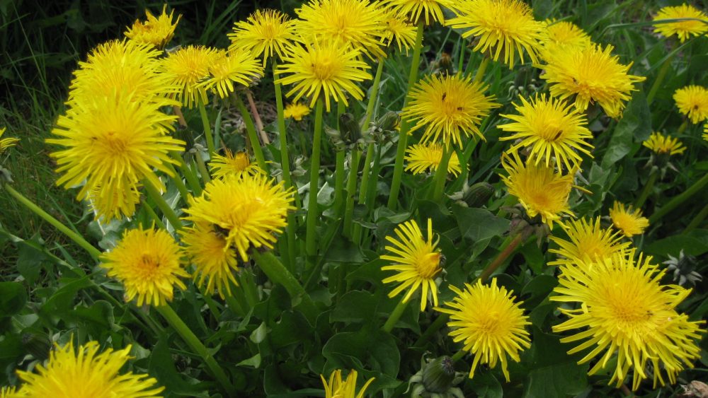 5 weeds that are actually pretty good medicines