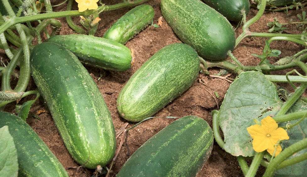 Cucumber planting and front yard summer squash (Video)