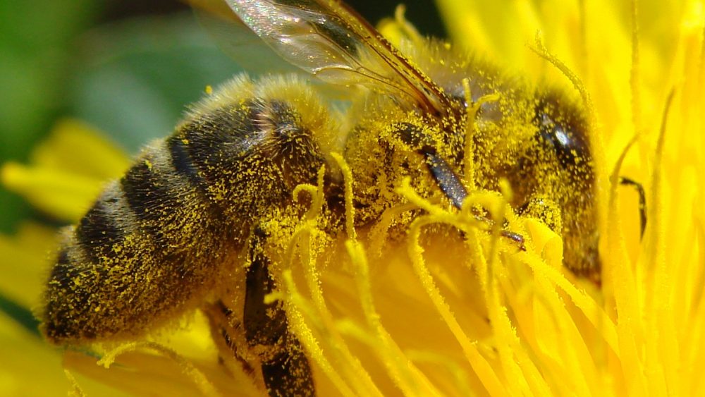 How close is the bee population to being extinct? Close enough that researchers are developing a pollinating replacement bot