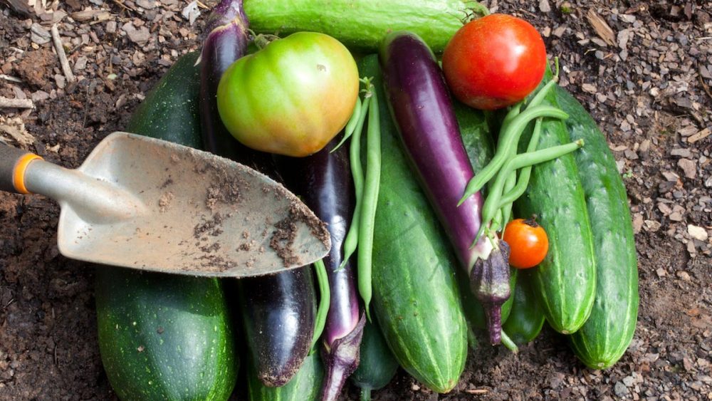 Easy cukes: How to grow cucumbers for summer