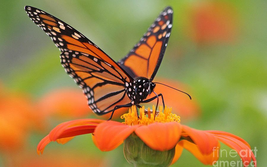 If the EPA allows continued use of dicamba pesticide, it could push monarch butterflies to extinction