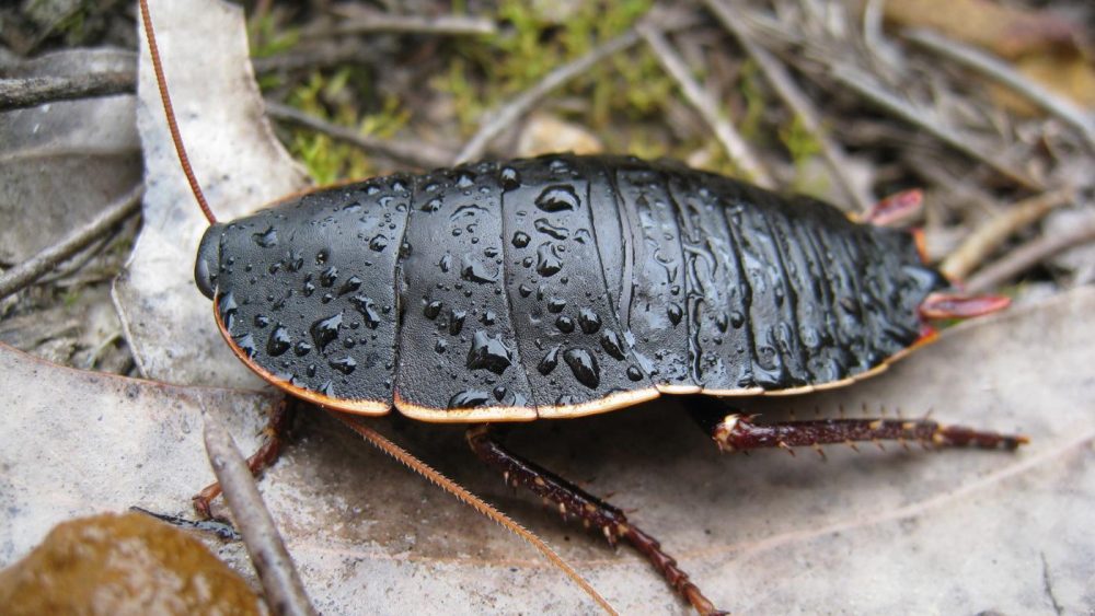 Cockroach milk may serve as healthy protein supplements; Milk protein crystals in cockroach guts amazing energy source