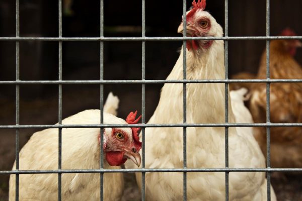 Pandemic? Bird flu found at multiple poultry farms in Alabama