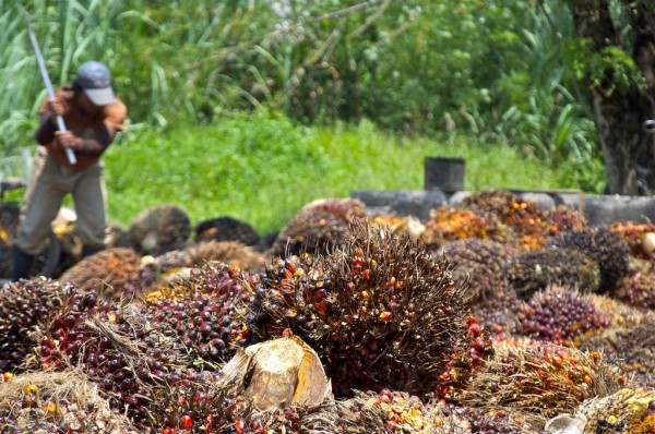 Controversial ingredient sparks debate: Could palm oil give you cancer?