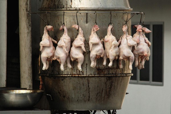 Hypocritical “vegetarians” who still eat chicken – what’s wrong with this picture?