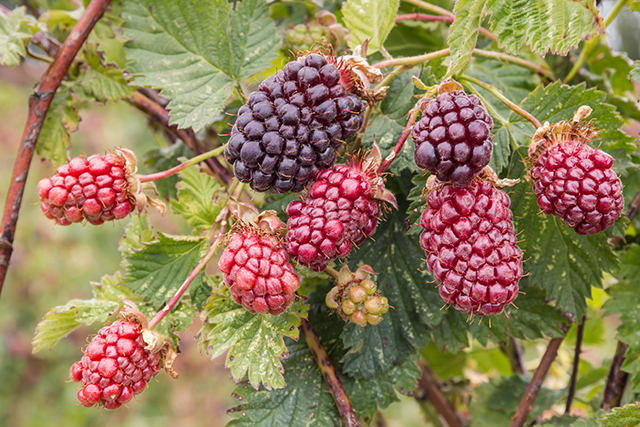 Boysenberries found to improve cholesterol, help prevent heart disease