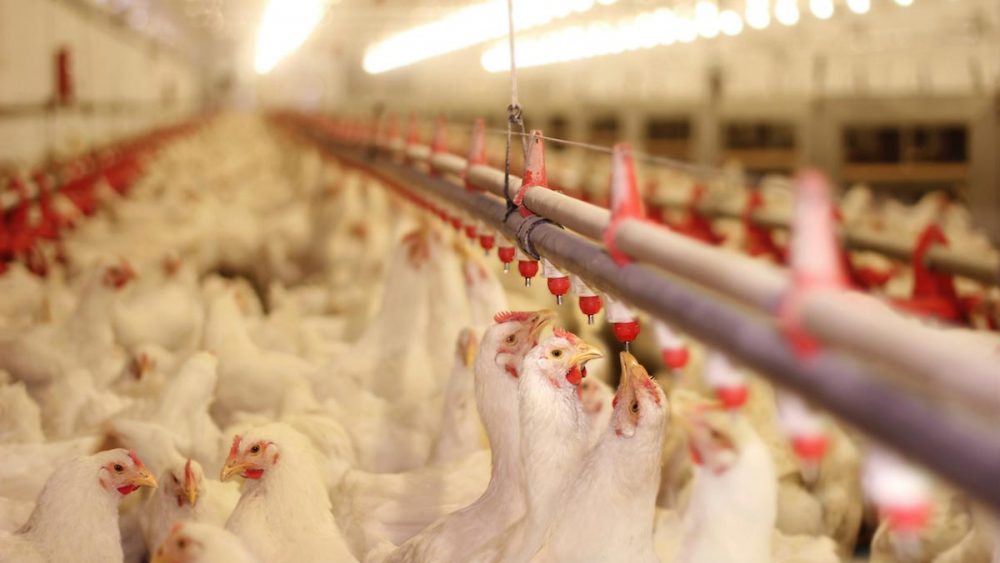 Choose your meat wisely: 50% of grocery store chicken is laced with feces