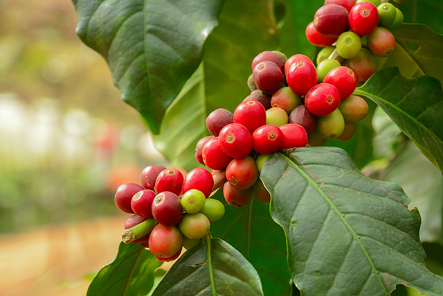 Coffee plants grow better without chemicals; healthy soil has microbes and fungi that nourish plants and act as biofertilizers