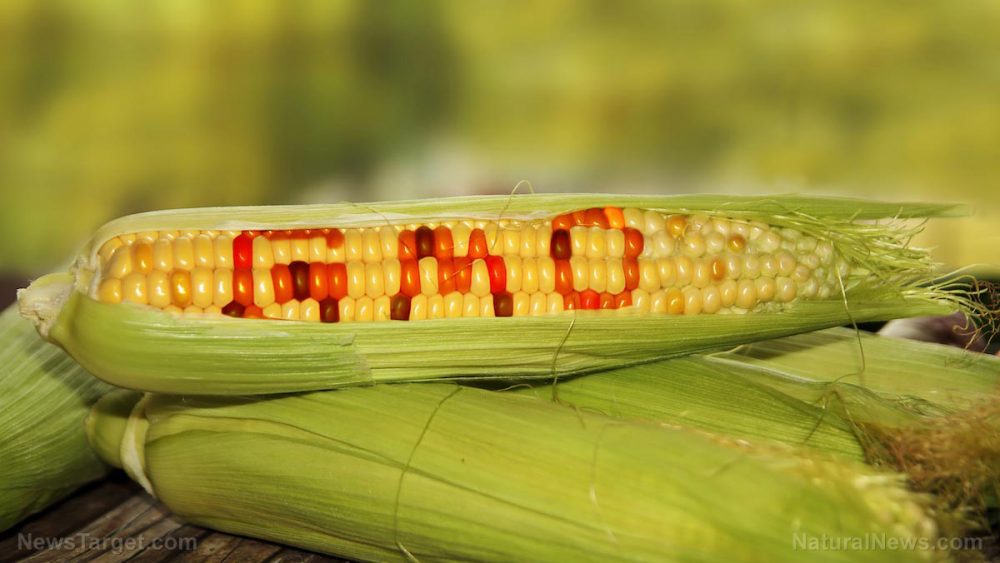 Victory: GMOs and neonicotinoid insecticides are now BANNED on Colorado county-owned land