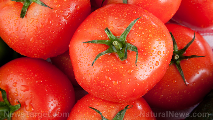 Tomatoes found to halt stomach cancer due to anti-cancer nutrients