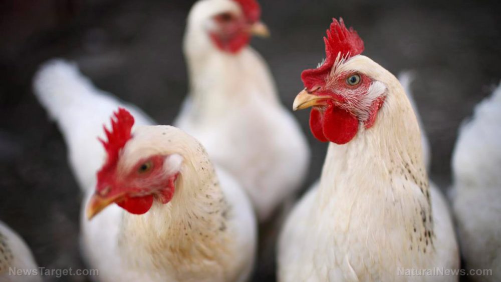 Study: The importance of water quality in poultry health