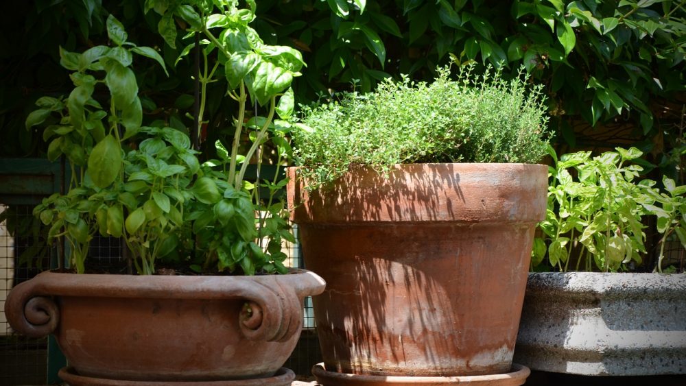 Make time for thyme: How to grow your own thyme