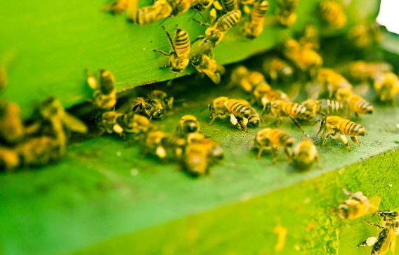 100% of honeybee colony food found to be heavily contaminated with toxic pesticides