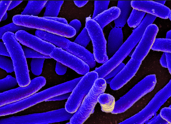 BREAKTHROUGH as certain probiotics are found to produce powerful antibiotics that kill superbugs