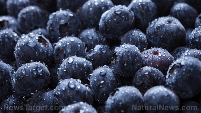 Eat more blueberries to protect yourself from bacterial infections