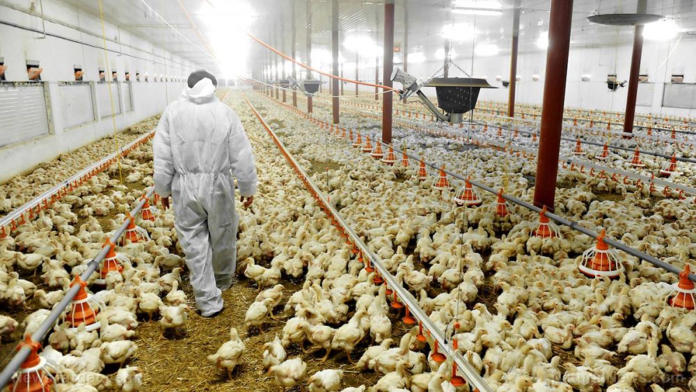 Factory chickens grown in the U.S. are too heavy to stand on their own feet; meat begins ROTTING even before they’re killed