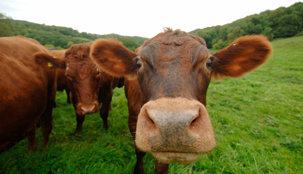 Shut the front door! 7 Percent of Americans think brown cows produce chocolate milk