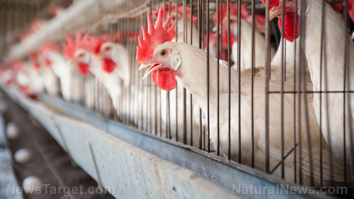 TOTAL MYTH: No, McDonald’s did not stop using all antibiotics in their chicken