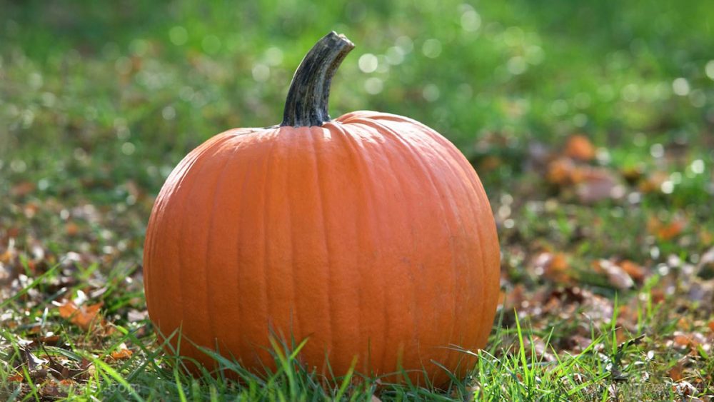 Nutrient-dense and delicious, the pumpkin is a prime example of a superfood