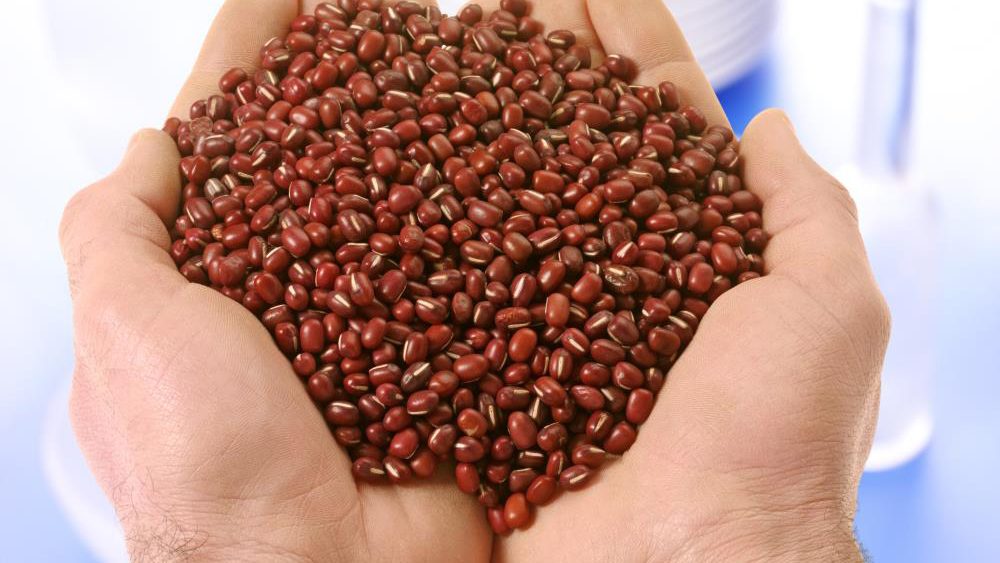 Scientists explore exotic species of legumes as potential alternative sources for human and animal nutrition
