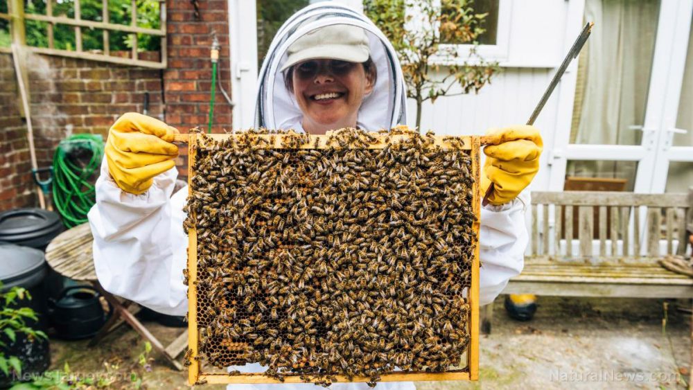 The 7 great advantages of beekeeping on your homestead