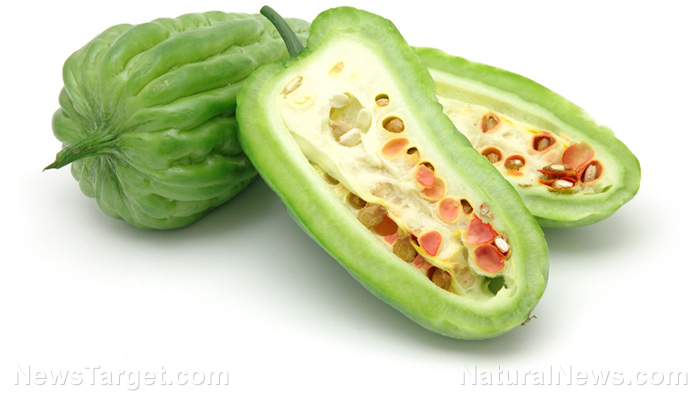 Bitter melon is used by many traditional healers to relieve gastrointestinal symptoms and stimulate menstruation