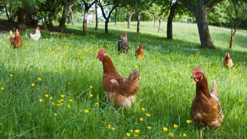 Organic Trade Association sues the USDA for refusing to enforce its own organic livestock standards