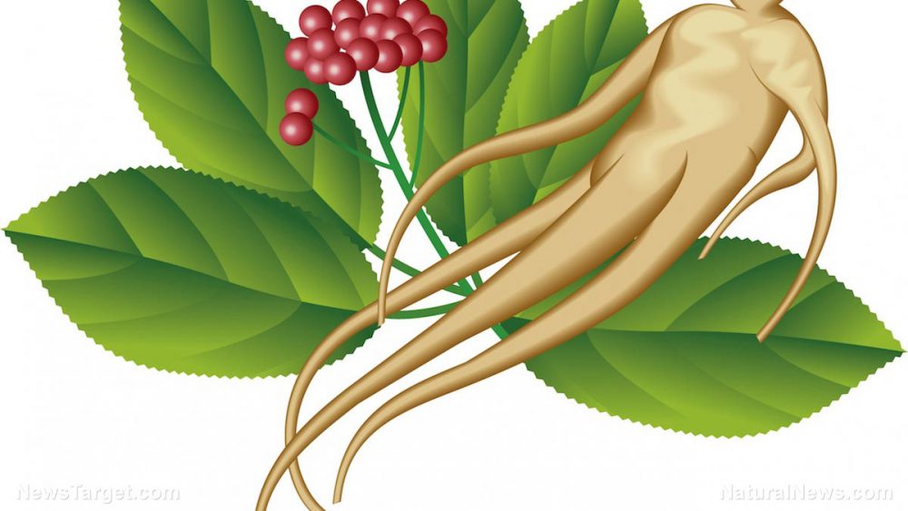 Ginseng extracts found to prevent obesity