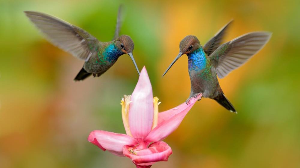 Hummingbirds and bumble bees are being exposed to neonicotinoid pesticides at alarming rates