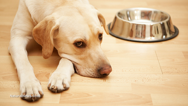 Alert: US dog food recalled after discovered to contain fatal dose of euthanasia drug
