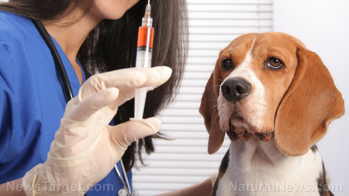 PET HEALTH WARNING: Veterinarians are wildly overdosing small dogs with toxic vaccines, causing devastating side effects
