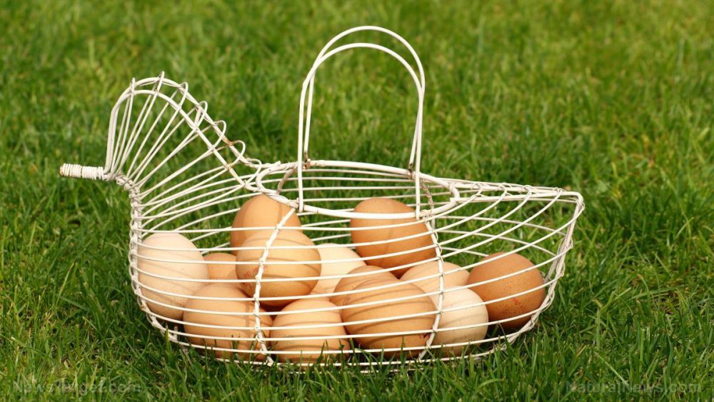 Eggs are brain food: Study shows eggs improve infant brain development