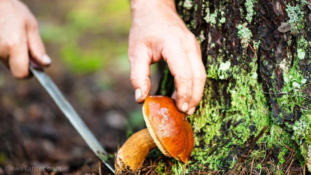 Harvesting mushrooms for food and fire: Tips for identifying them