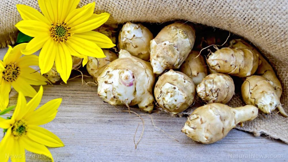 Analyzing the composition, potential market and health benefits of Canada’s Jerusalem artichoke