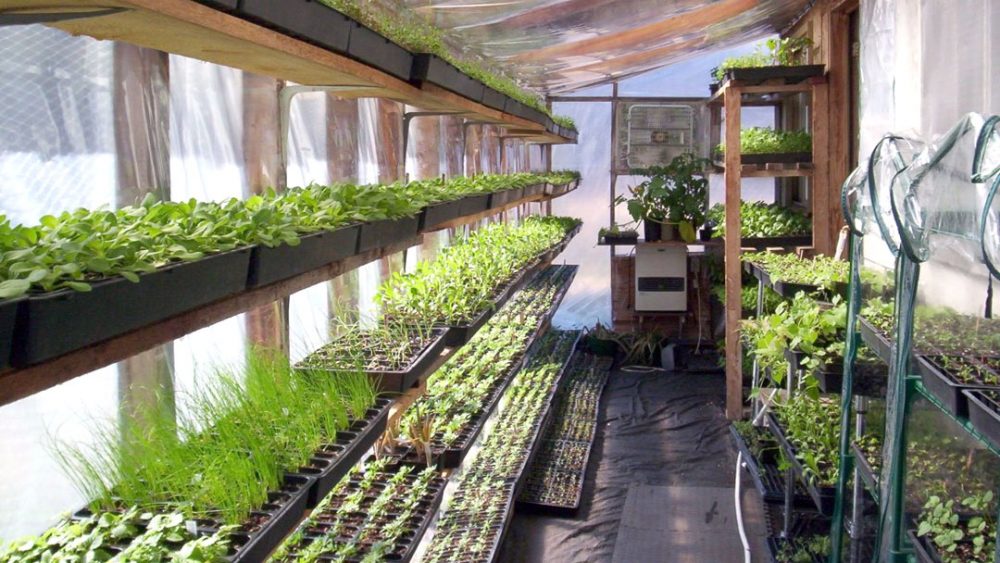 Walipini greenhouse: What it is, why you need one, and how to build it