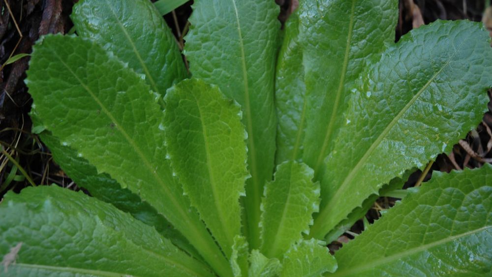 Prepper medicine: 7 natural pain-relieving plants