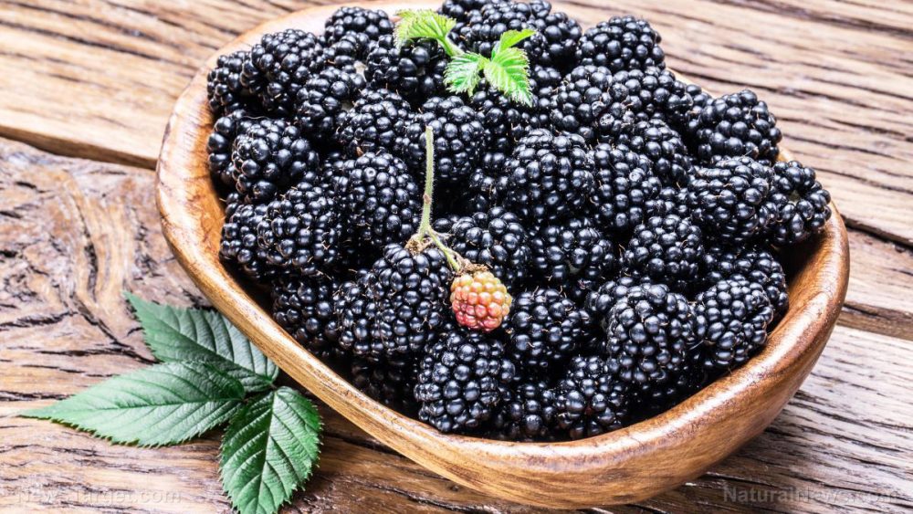 Blackberries possess powerful anti-inflammatory properties