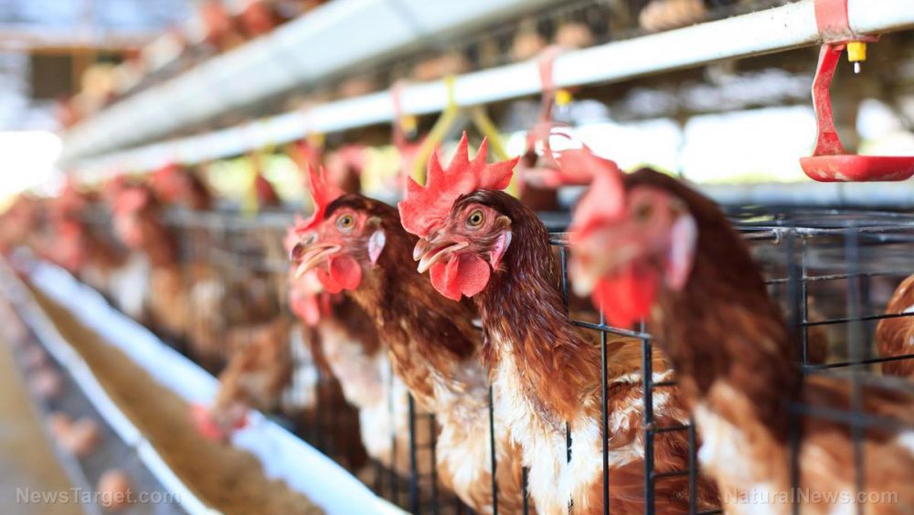 Natural flock management: Essential oils improve egg quality