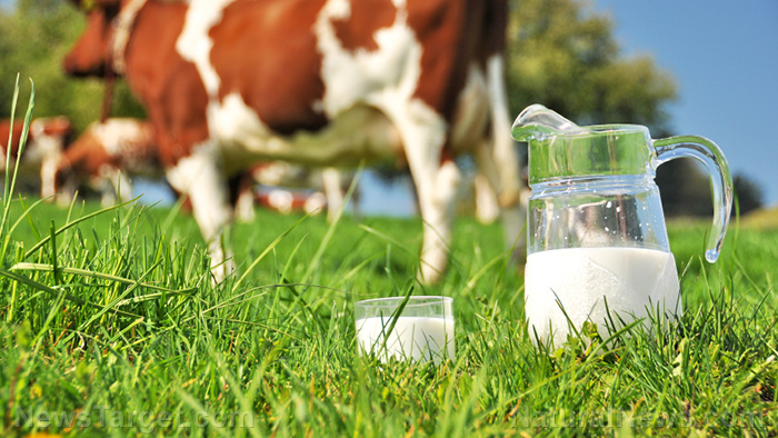 Levels of health-promoting fatty acids are higher in milk from grass-fed cows