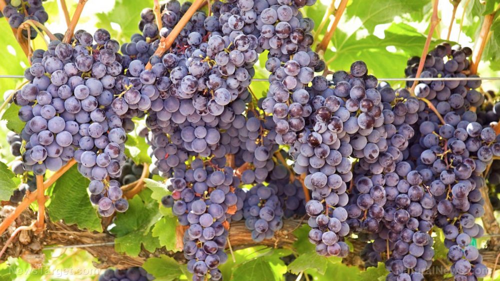 Grape-derived compounds found to reduce severity of stress-induced depression