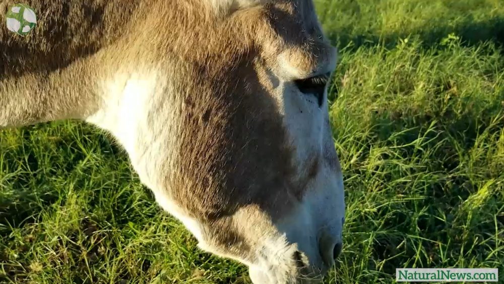 Health Ranger turns his donkeys’ lips ORANGE with turmeric superfood