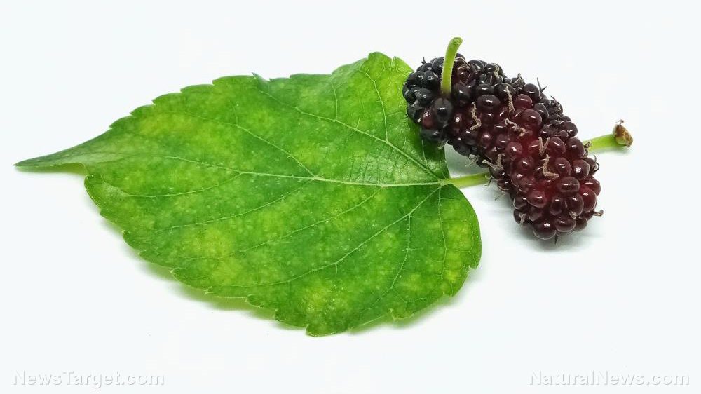 Black mulberry shows potential as a natural anti-acne treatment