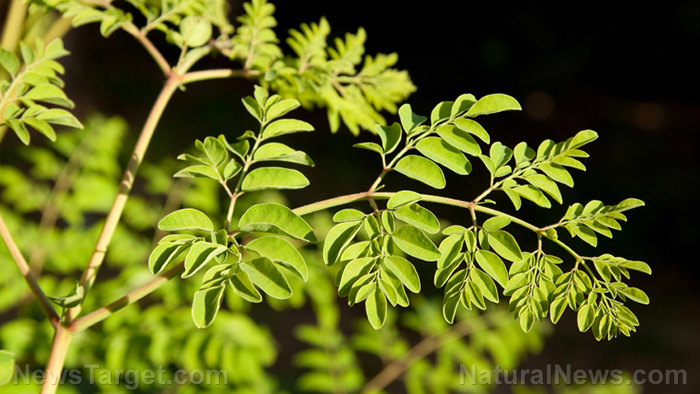 Moringa is a powerful natural medicine for diabetes
